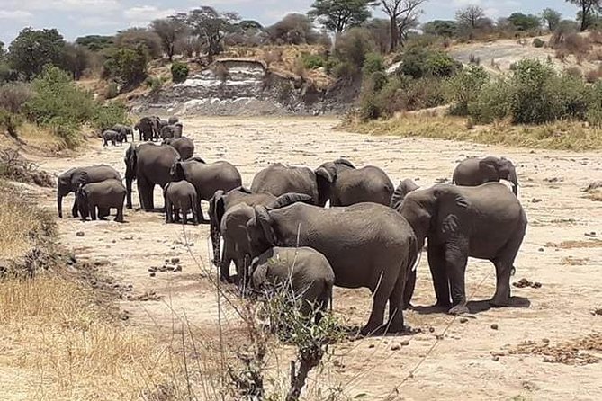 2 Days Camping Safari, Lake Manyara & Ngorongoro Crater - Guide quality and group size