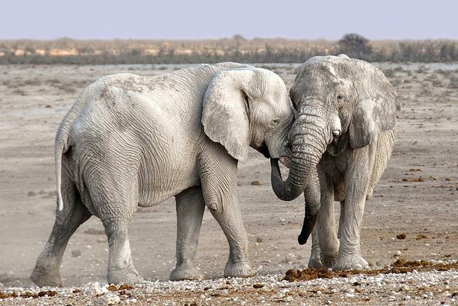 2 Days Group Joining Camping Safari Tarangire Park and Ngorongoro Crater - Leaving Arusha at 8:30 a.m.