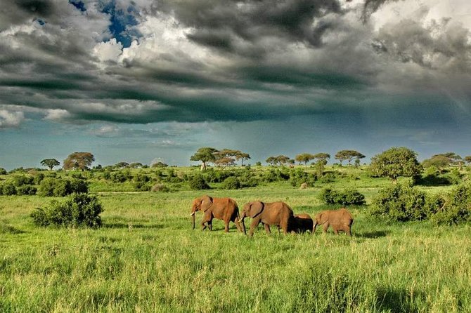 2 Days Joined Group Tarangire and Ngorongoro Crater National Park - Why this two-day safari works for a first visit