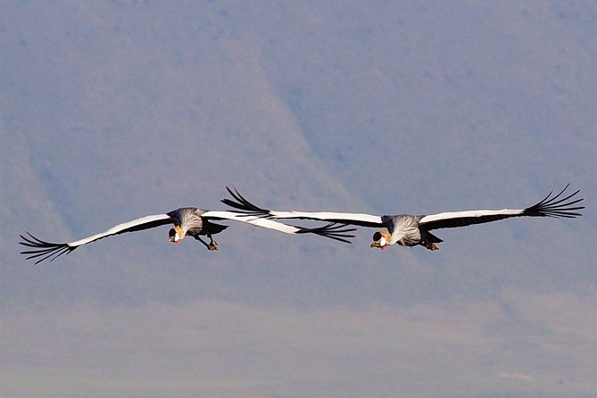 2 Days Joined Group Tarangire and Ngorongoro Crater National Park - Who should choose this safari?