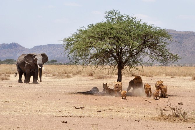 2 Days Lodge Safari - Lake Manyara and Ngorongoro Crater - Descending into the Ngorongoro Crater