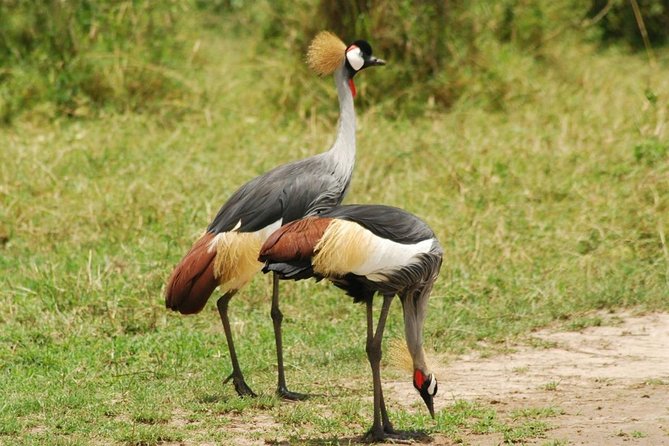 2 Days Lodge Safari - Lake Manyara and Ngorongoro Crater - Meals, water, and what you pay for