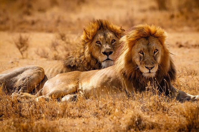 2 Days Lodge Safari - Lake Manyara and Ngorongoro Crater - Timing, effort, and the real tradeoffs