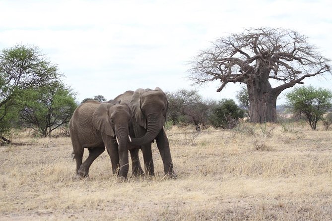 2 Days Lodge Safari - Lake Manyara and Ngorongoro Crater - From Arusha or Moshi to Lake Manyara