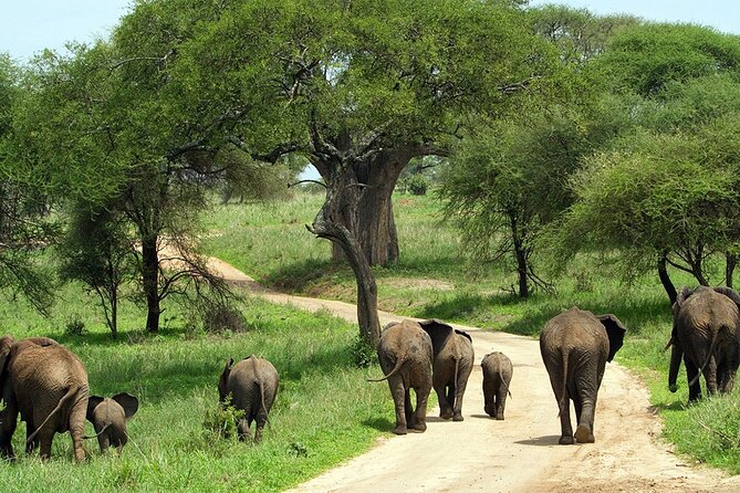 2 days Majestic Tanzania safari Tarangire and Ngorongoro Crater - Tarangire: baobabs, elephants, and a first taste of safari