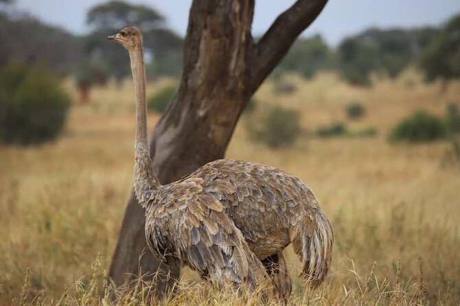 2 Days Safari in Tarangire and Ngorongoro Crater - Day one: elephants and baobabs in Tarangire