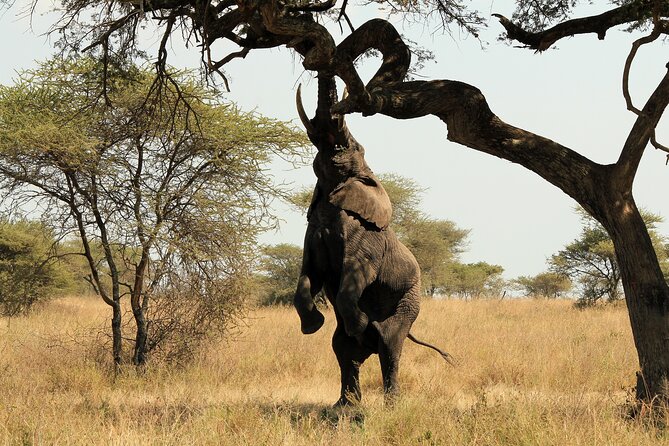 2 Days Safari Tour in Tarangire and Ngorongoro Crater - The guide can shape the whole experience