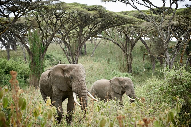 2 Days Safari Tour in Tarangire and Ngorongoro Crater - Is $980 per person good value?