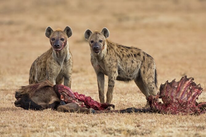 2-Days Safari Tour in Tarangire & Ngorongoro Crater - Day one: six hours among Tarangire’s elephants