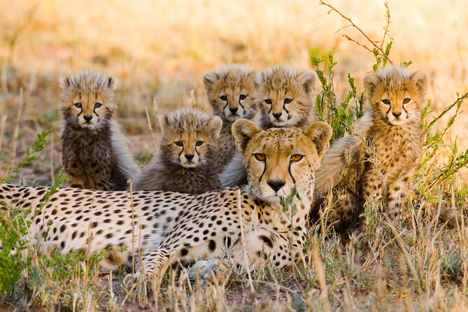 2-Days Safari Tour in Tarangire & Ngorongoro Crater - Is $500 a good value?