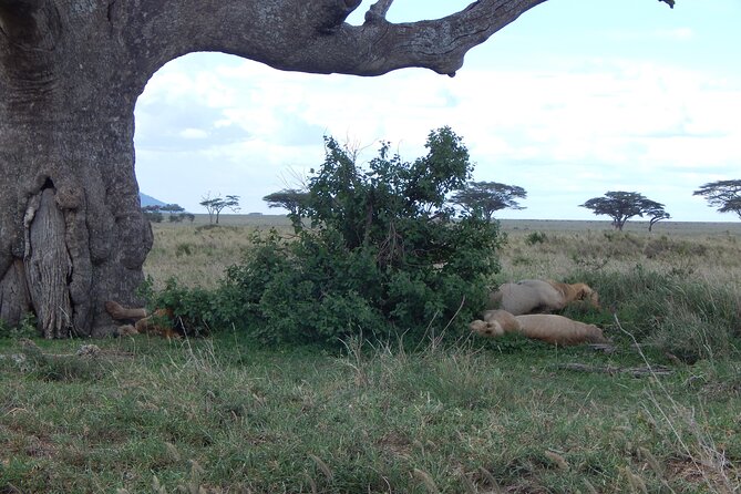 2 Days Tarangire and Ngorongoro Crater Tour - Why the Open-Roof 4x4 Matters