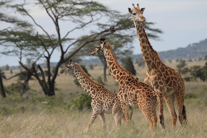 2 Days Wildlife game drives Through Tarangire and Ngorongoro Crater - The vehicle makes a real difference on game drives