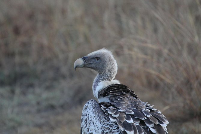 2 Days Wildlife game drives Through Tarangire and Ngorongoro Crater - The guide can shape the whole experience