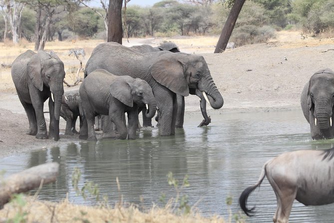 2 Days Wildlife game drives Through Tarangire and Ngorongoro Crater - Should you book this Tarangire and Ngorongoro trip?