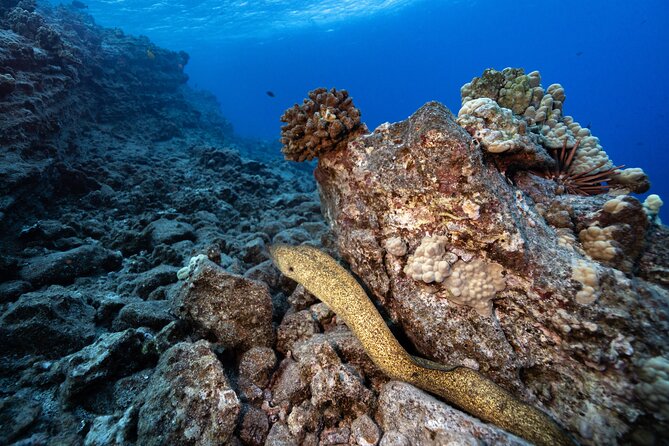 2-Tank Dive Featuring the Molokini Crater - The early start and three-hour schedule