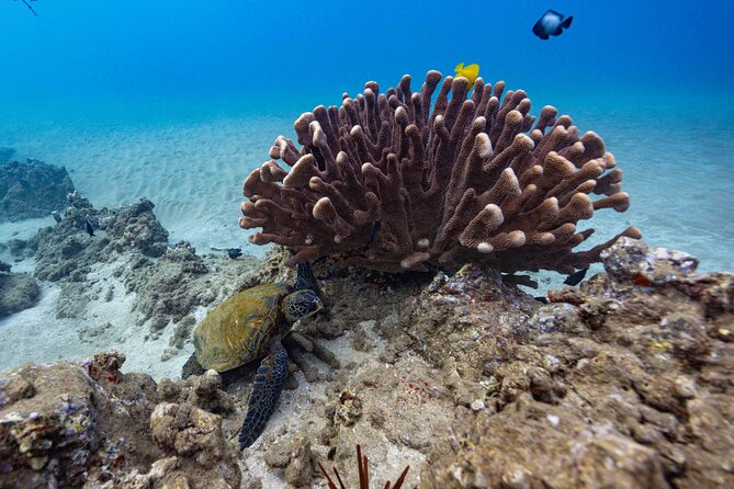 2-Tank Dive Featuring the Molokini Crater - Marine life, photos, and the limits of promises
