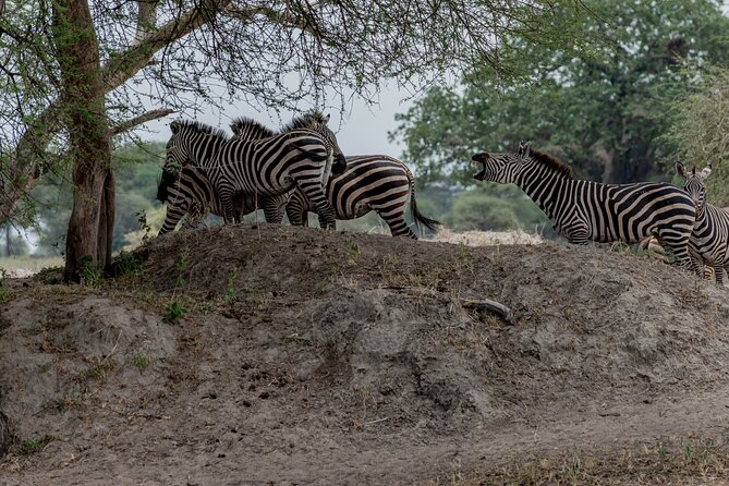 3-Day / 2 Nights Group Safari Serengeti & Ngorongoro Crater - What the $1,080 Price Really Covers