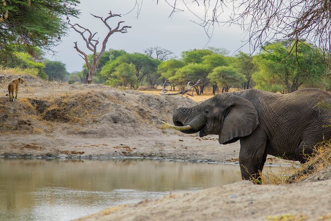 3-Day / 2 Nights Group Safari Serengeti & Ngorongoro Crater - Day Two: Sunrise, Predators, and More Serengeti