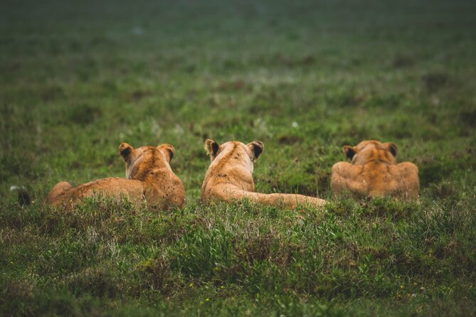 3-Day / 2 Nights Group Safari Serengeti & Ngorongoro Crater - Ngorongoro Crater on Day Three