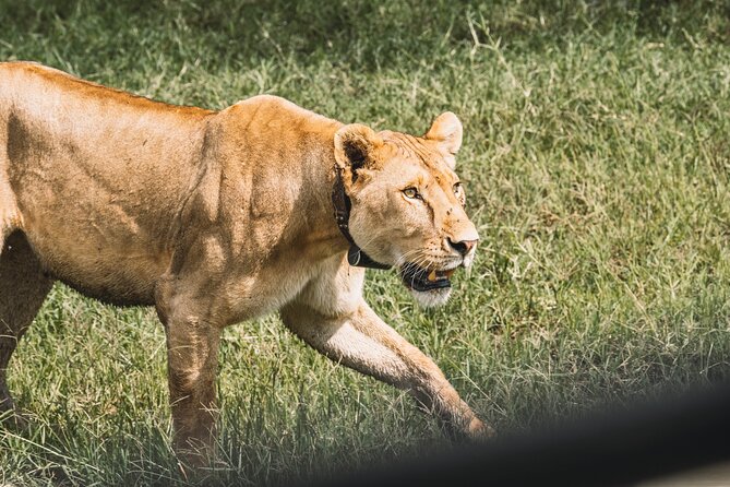 3-Day / 2 Nights Group Safari Serengeti & Ngorongoro Crater - Guides Make the Difference