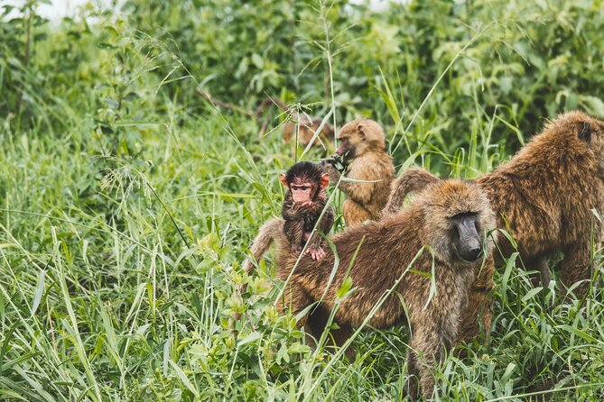 3-Day / 2 Nights Group Safari Serengeti & Ngorongoro Crater - The Small Group and 4x4 Setup
