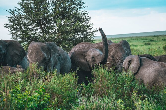 3-Day / 2 Nights Group Safari Serengeti & Ngorongoro Crater - Who Should Book This Safari?