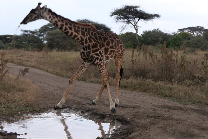 3-Day / 2 Nights Group Safari Serengeti & Ngorongoro Crater - Sleeping at Seronera Campsite