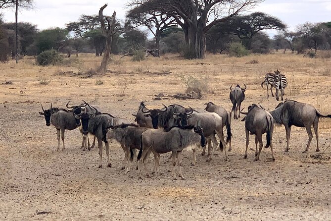 3-Day Adventure Camping Safari to Tarangire, Ngorongoro Crater, and Lake Manyara - Day three: Lake Manyara’s birds, hot springs, and tree-climbing lions