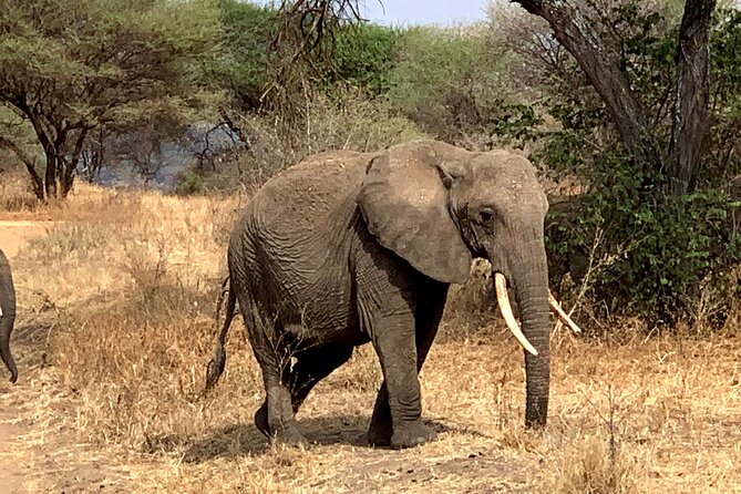 3-Day Adventure Camping Safari to Tarangire, Ngorongoro Crater, and Lake Manyara - What $739 per person gets you