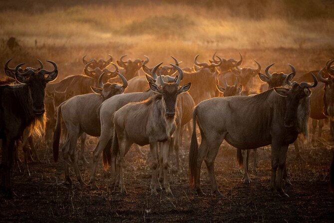 3-Day Camping Safari Tarangire, Lake Manyara & Ngorongoro crater - Why this three-day route works from Arusha