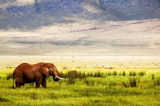 3-Day Camping Safari Tarangire, Lake Manyara & Ngorongoro crater - Tarangire: baobabs, elephants, and the final game drive
