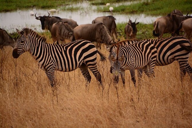 3-Day Camping Safari Tarangire, Lake Manyara & Ngorongoro crater - Who should book this safari