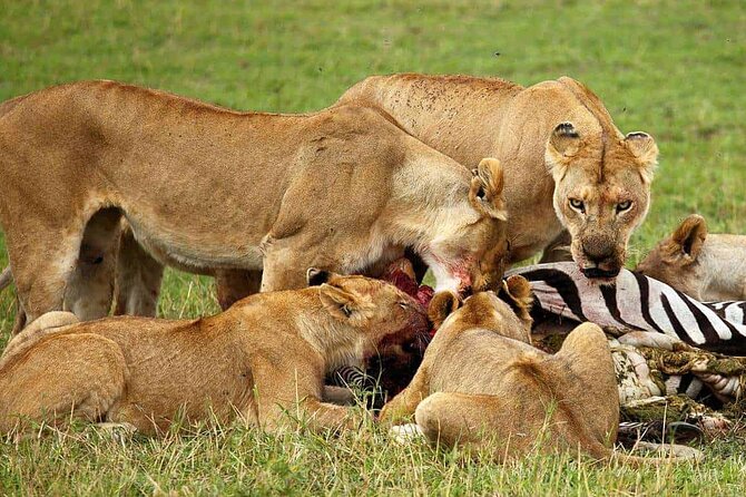 3-Day Camping Safari Tarangire, Lake Manyara & Ngorongoro crater - Final call: a strong short safari with simple comforts