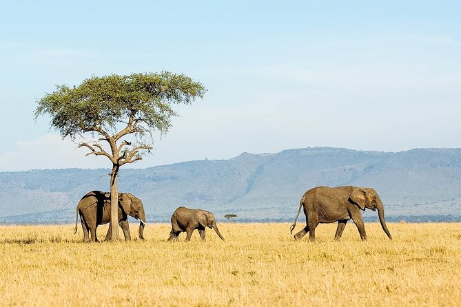 3 Day Lake Manyara, Ngorongoro crater, Tarangire Safari - Day 2: Ngorongoro Crater, not a confirmed Serengeti day