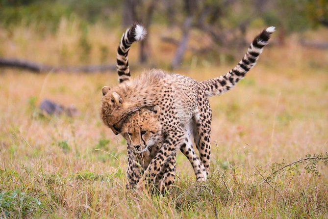 3 Day Lake Manyara, Ngorongoro crater, Tarangire Safari - Meals, special diets, and daily comfort