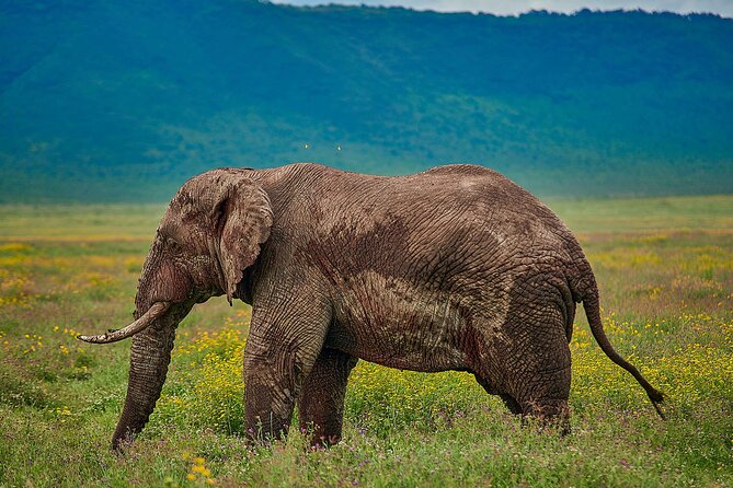 3-Day Manyara, Tarangire and Ngorongoro Crater - Day 3: Tarangire’s elephants and baobabs