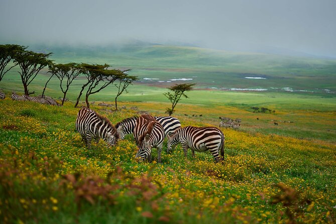 3-Day Manyara, Tarangire and Ngorongoro Crater - A private vehicle changes the feel of the trip