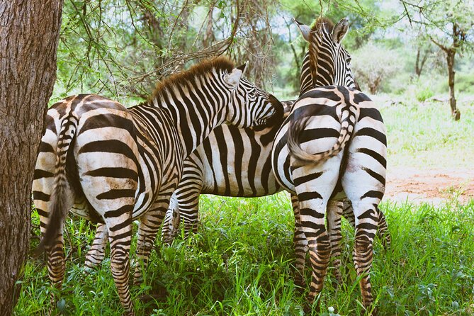 3-Day Manyara, Tarangire and Ngorongoro Crater - Timing, comfort, and the practical trade-offs