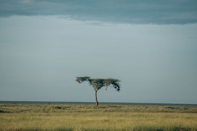 3-Day Manyara, Tarangire and Ngorongoro Crater - Day 2: The Ngorongoro Crater’s compact wildlife world