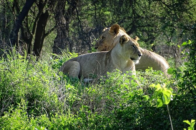 3-Day Ngorongoro Crater Manyara and Tarangire Safari from Arusha - Why this three-day route works