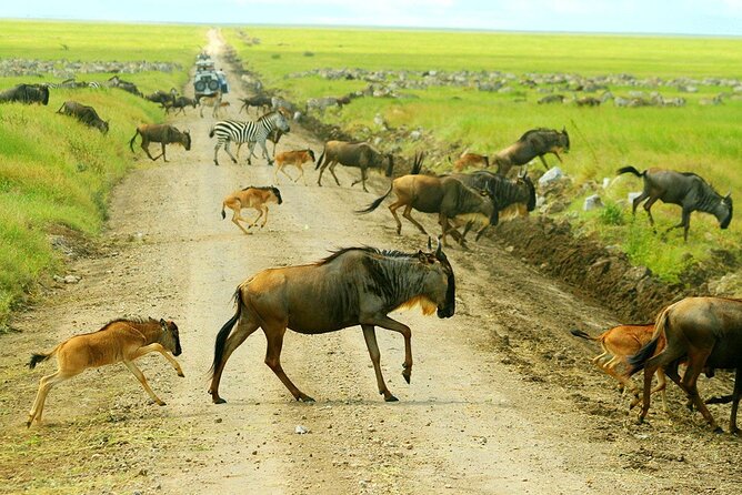 3-Day Ngorongoro Crater Manyara and Tarangire Safari from Arusha - Camping, meals, and the people behind the trip