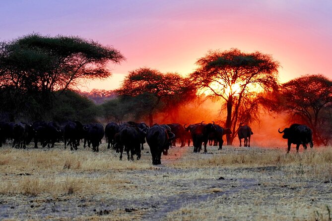 3-Day Ngorongoro Crater Manyara and Tarangire Safari from Arusha - What $700 buys you