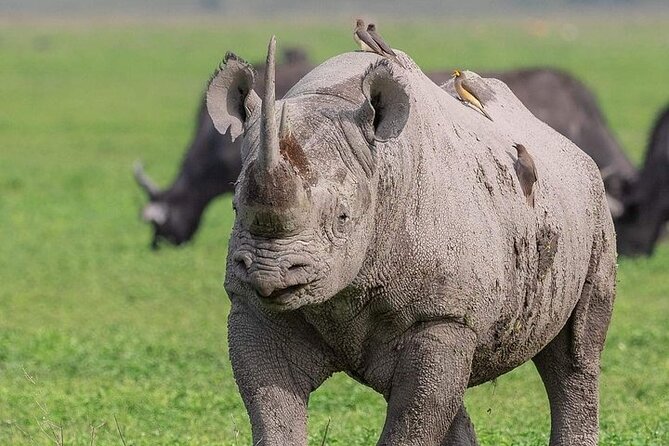 3 Day Safari to Serengeti National Park and Ngorongoro Crater - Day 1: The long road from Arusha to Seronera