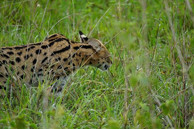 3 Day Safari to Serengeti National Park and Ngorongoro Crater - Camping, meals, and the real value of $855
