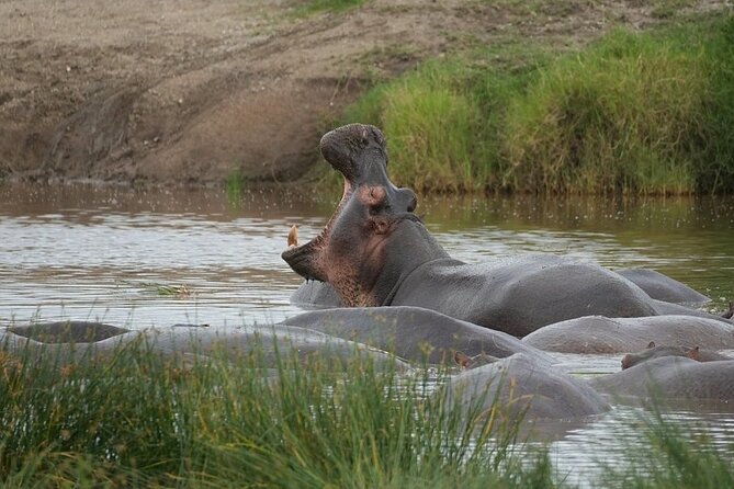 3 Day Safari to Serengeti National Park and Ngorongoro Crater - The role of the guide and tour organization