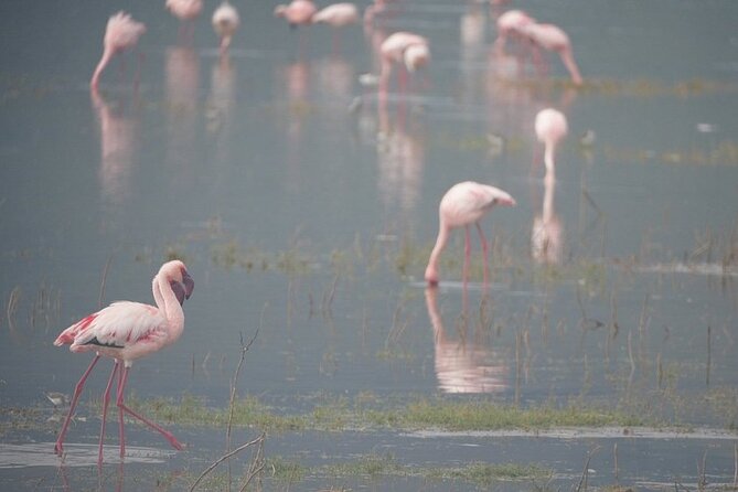 3 Day Safari to Serengeti National Park and Ngorongoro Crater - Who should book this safari?