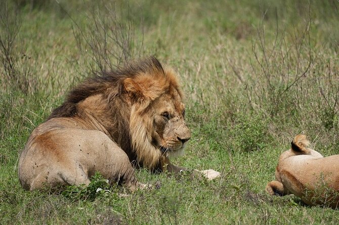 3 Day Safari to Serengeti National Park and Ngorongoro Crater - Booking details worth checking