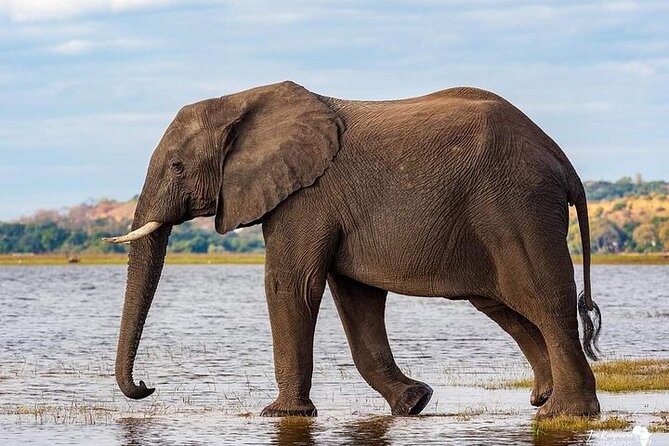 3 Day Safari to Serengeti National Park and Ngorongoro Crater - Day 2: Morning wildlife, then the Ngorongoro rim