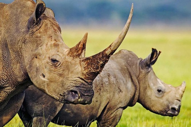 3-Day Safari Tour to Tarangire National Park, Lake Manyara National Park and Ngorongoro Crater from Arusha - Day 3: The Ngorongoro Crater finale
