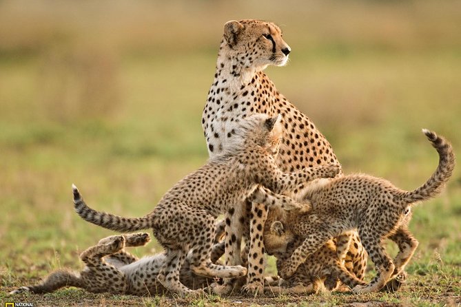 3-Day Safari Tour to Tarangire National Park, Lake Manyara National Park and Ngorongoro Crater from Arusha - What the $1,557.70 price really covers